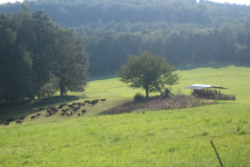 images/Unsere-Tiere/schafe melkstand kirschwiese 2007.png